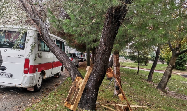 Park halindeki aracın üzerine ağaç devrildi