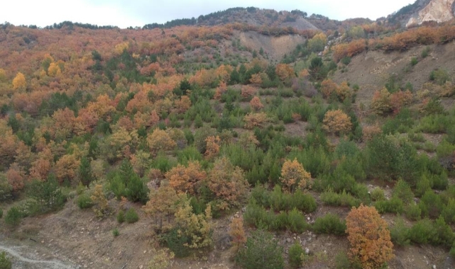 Sinop ormanlarında renk cümbüşü