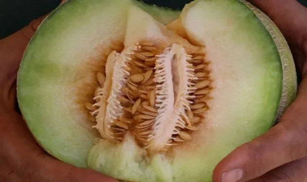 Bozuk kavun 8 kişiyi öldürdü!