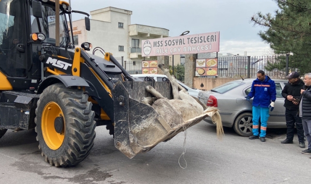 Bursa’da başıboş at sokak ortasında yere yığıldı