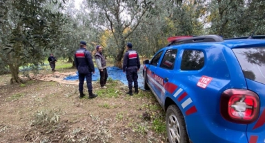 Bursa'da jandarma zeytin hırsızlarına kuş uçurtmuyor