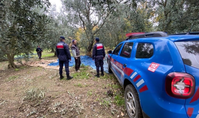 Bursa'da jandarma zeytin hırsızlarına kuş uçurtmuyor