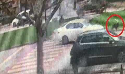 Bursa'da yaya geçidinde ölümüne sürdü! Yaya böyle havalandı
