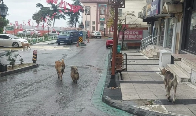 Depremden hemen sonra olanlar şaşırttı!