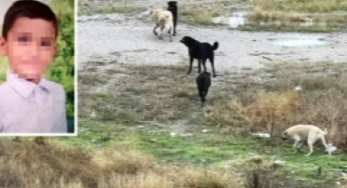 Köpeklerin saldırdığı Tunahan'dan sevindirici haber!
