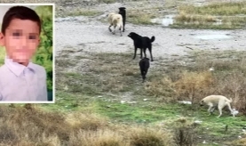 Köpeklerin saldırdığı Tunahan'dan sevindirici haber!