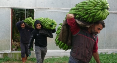 Muzda hasat sezonu başladı