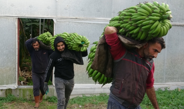 Muzda hasat sezonu başladı