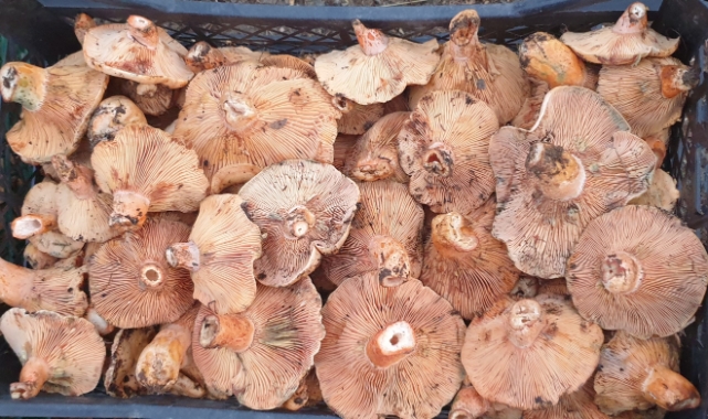 Uludağ'ın eteklerinden 'kanlıca mantarı' fışkırıyor! Kilosu 30 lira