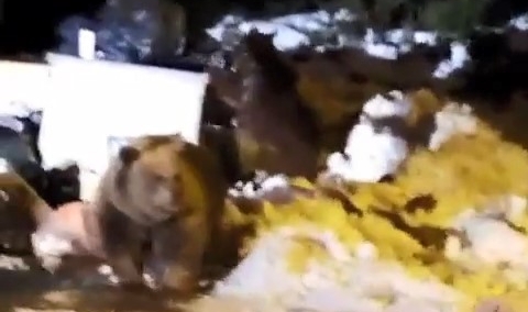 Uludağ'ın 'Uyuyamayan' ayı ailesinden bir vukuat daha!