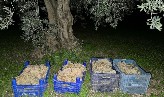 Üzüm ve zeytin hırsızları jandarmadan kaçamadı