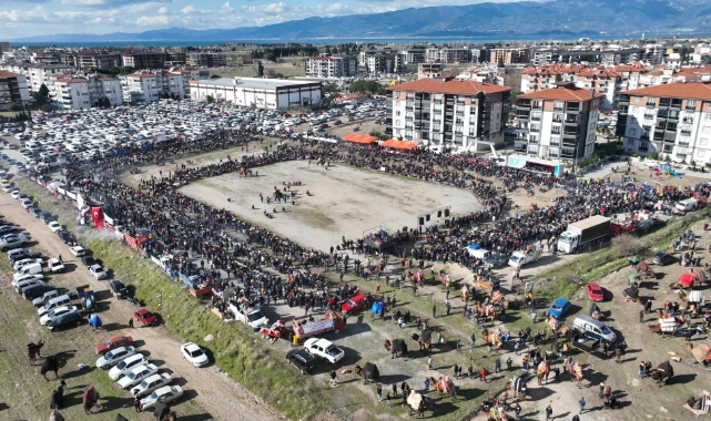 Balıkesir’de deve güreşini binlerce kişi izledi