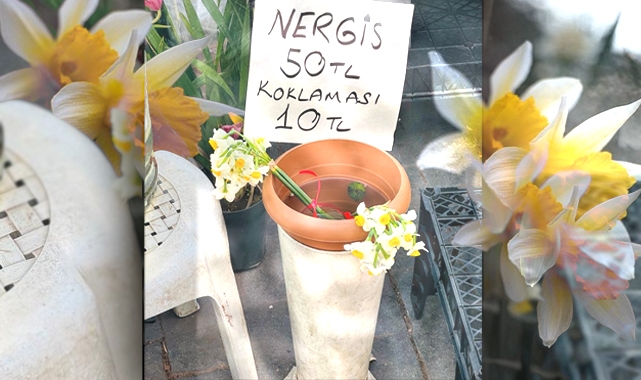 Bursa'da 10 liraya koklatılan nergis çiçeği günün konusu haline geldi