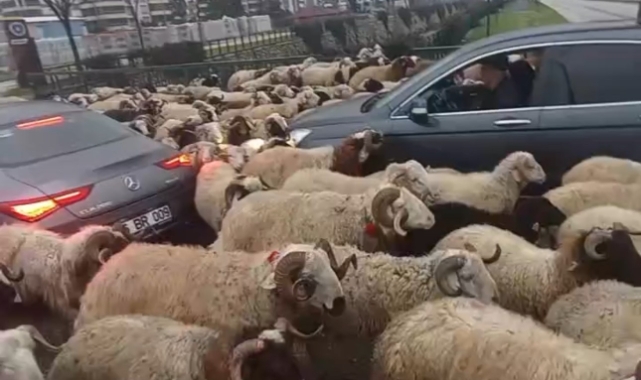 Bursa'da koyun sürüsü çevre yoluna çıktı!