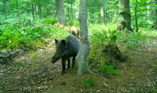 Bursa'da yaban anneler ve bebekleri foto kapana yakalandı