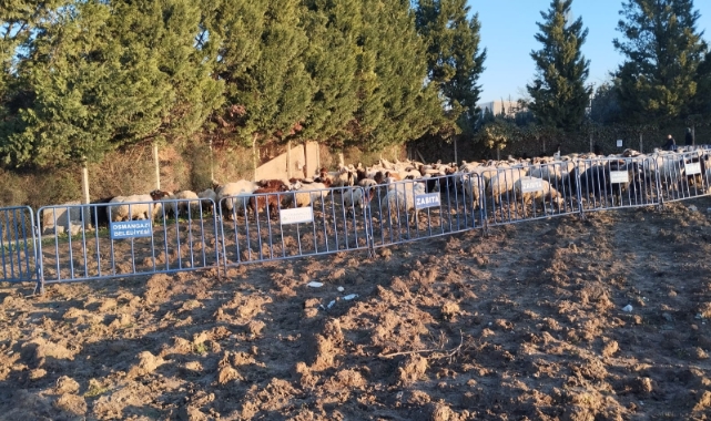 Bursa Osmangazi'de tarım arazilerine zarar veren koyunlara zabıta müdahale etti