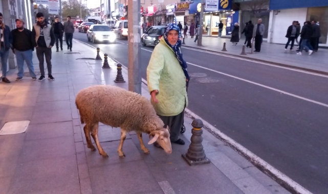 Çoçuğu gibi baktığı koyunu peşinden ayrılmıyor