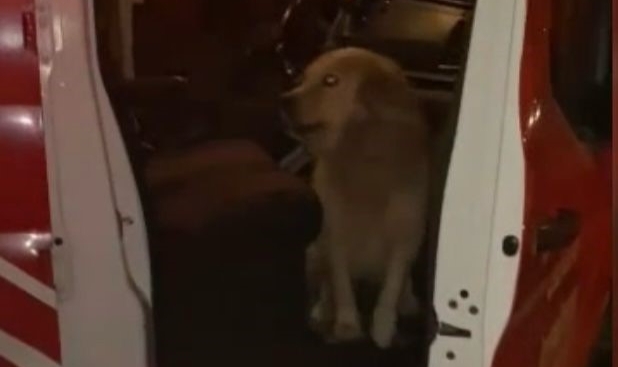 Elazığ’da başı duvara sıkışan köpeği itfaiye kurtardı
