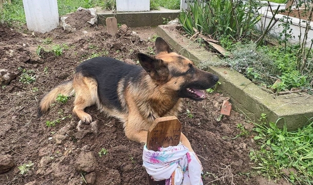Evladı gibi baktığı köpeği 52 gündür mezarından ayrılmıyor