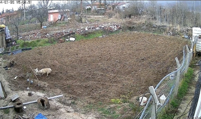 Kümese giren köpek tavuğu alıp kaçtı