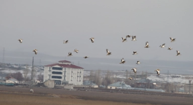 Muş'ta göç etmeyen 34 toy kuşu görüntülendi