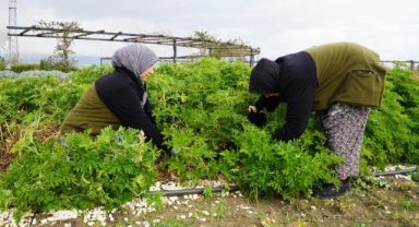 Tıbbı Aromatik Bitkiler Bahçesi’nde ıtır hasadı başladı