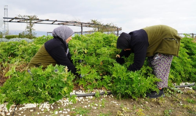 Tıbbı Aromatik Bitkiler Bahçesi’nde ıtır hasadı başladı