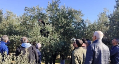 Zeytin budamayı uygulamalı öğrendiler