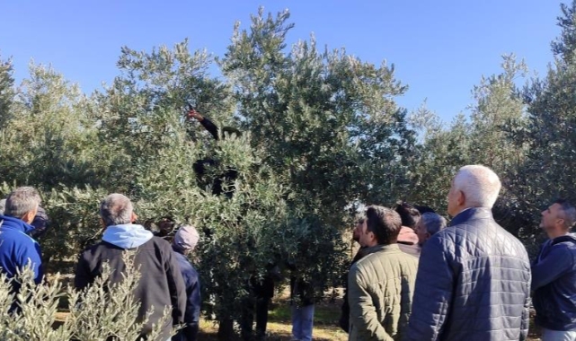 Zeytin budamayı uygulamalı öğrendiler