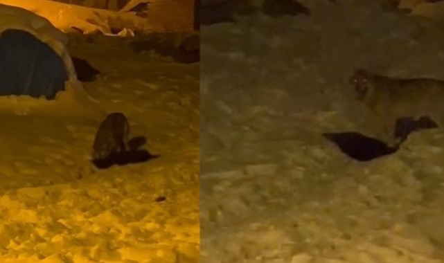 Aç kalan kurtlar şehir merkezine indi