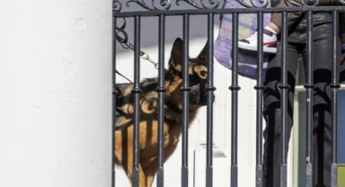 Biden'ın köpeği önüne geleni affetmedi