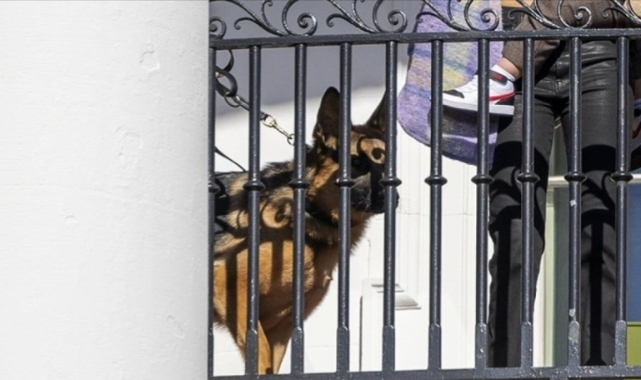 Biden'ın köpeği önüne geleni affetmedi