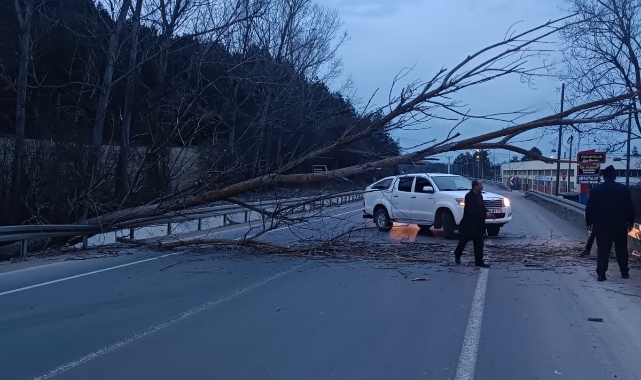 Bolu yolunda devrilen ağaç yolu trafiğe kapattı