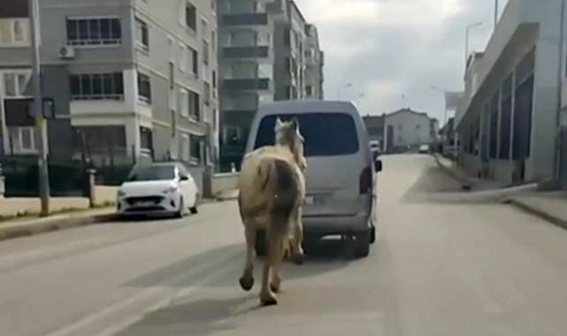 Bursa'da atı aracın arkasına bağlayıp koşturdu