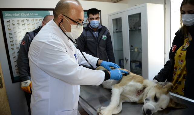 Bursa'da boynunu jiletli telin kestiği köpek sağlığına kavuştu