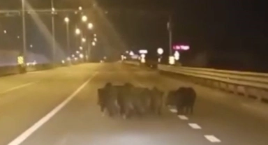Bursa'da domuz sürüsü bir anda ana yola atladı!