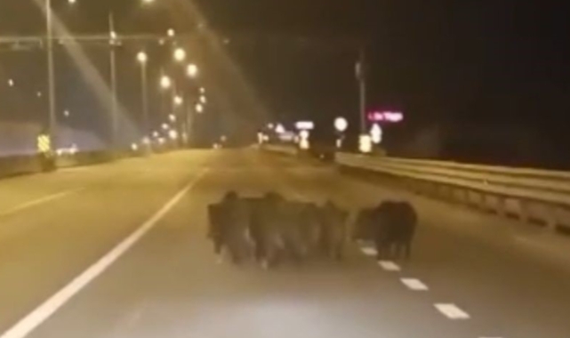 Bursa'da domuz sürüsü bir anda ana yola atladı!