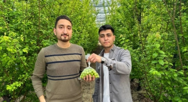 Bursa'da eriğin ilk hasadını yaptılar
