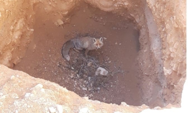 Karaman'da tilki kurtarma operasyonu