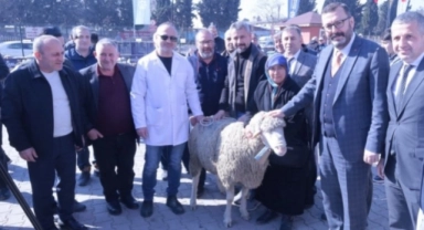 Kocaeli'nde üreticiye koç ve teke desteği