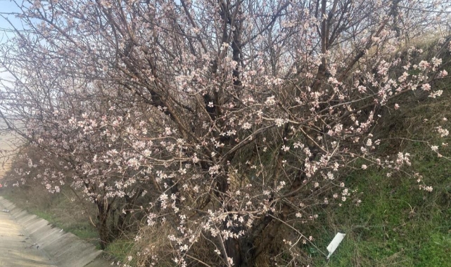 Malatya’da badem ağaçları çiçek açtı