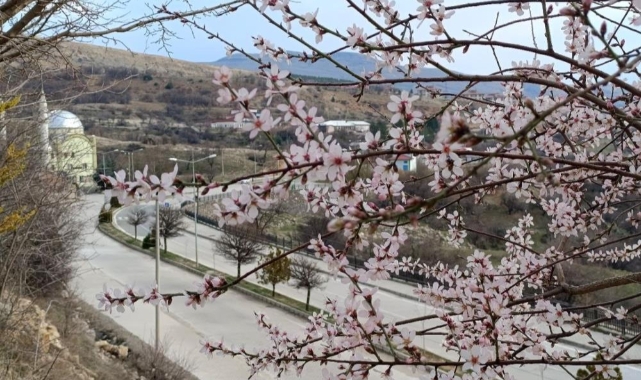 Tunceli’de badem ağaçları çiçek açtı