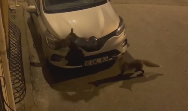 Aç kalan tilki şehir merkezine indi!