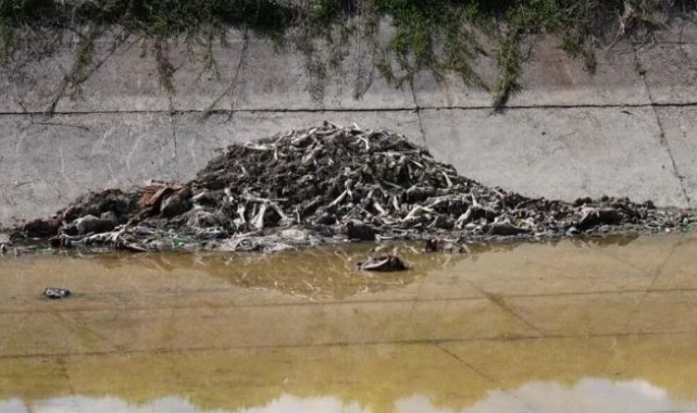 Adana'da at ve eşek eti korkusu!