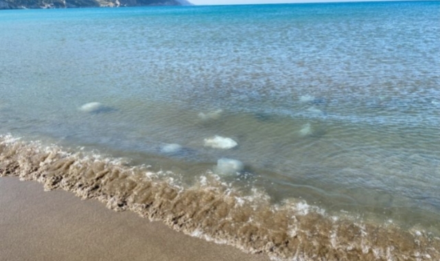 Akdeniz'in Hatay kıyılarında ölü denizanaları kıyıya vurdu