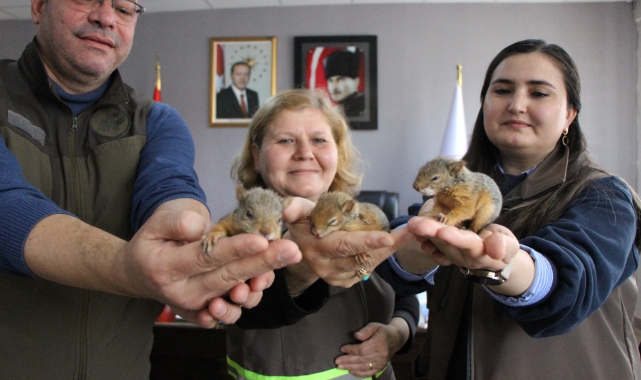 Annesiz kalan sincap yavrularına özel bakım