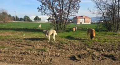 Bilecik'te vatandaşlar başıboş köpeklerden tedirgin