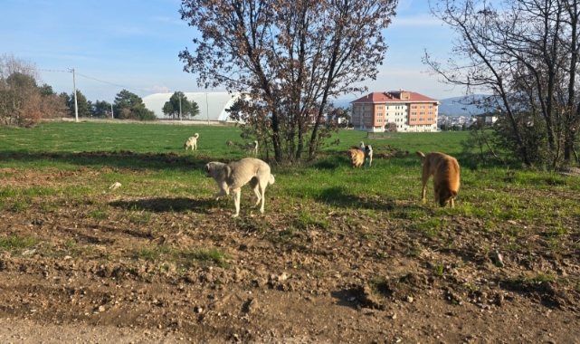 Bilecik'te vatandaşlar başıboş köpeklerden tedirgin