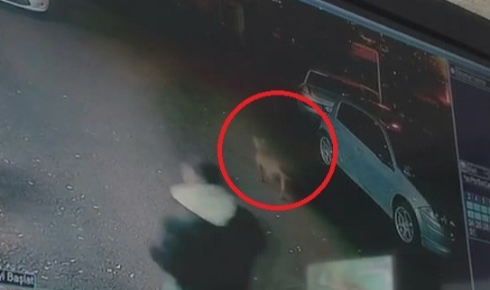 Bursa’da başıboş pitbull çocuklara saldırdı