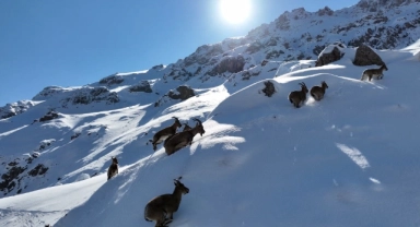 Dağ keçileri böyle görüntülendi